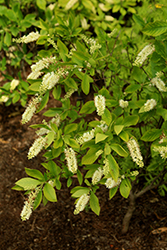Sugartina Crystalina Summersweet (Clethra alnifolia 'Crystalina') at GardenWorks