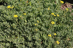 Golden Spring Alpine Alyssum (Alyssum wulfenianum 'Golden Spring') at GardenWorks