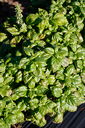 Genovese Basil (Ocimum basilicum 'Genovese') at GardenWorks