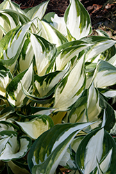 Fire and Ice Hosta (Hosta 'Fire and Ice') at GardenWorks