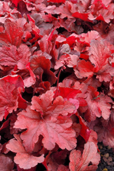 Forever Red Coral Bells (Heuchera 'Forever Red') at GardenWorks