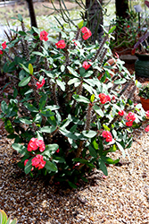 Crown Of Thorns (Euphorbia milii) at GardenWorks