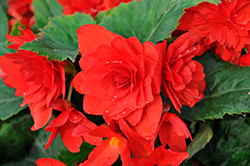 Nonstop Joy Red Begonia (Begonia 'Nonstop Joy Red') at GardenWorks