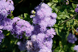 Blue Horizon Flossflower (Ageratum 'Blue Horizon') at GardenWorks