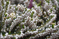 Mediterranean White Heath (Erica x darleyensis 'Mediterranean White') at GardenWorks