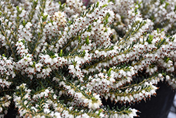 White Winter Heath (Erica x darleyensis 'Alba') at GardenWorks