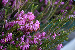 Pink Spangles Heath (Erica carnea 'Pink Spangles') at GardenWorks
