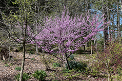 Hearts of Gold Redbud (Cercis canadensis 'Hearts of Gold') at GardenWorks