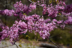 Hearts of Gold Redbud (Cercis canadensis 'Hearts of Gold') at GardenWorks
