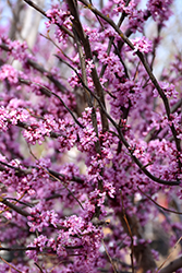 Ace Of Hearts Redbud (Cercis canadensis 'Ace Of Hearts') at GardenWorks