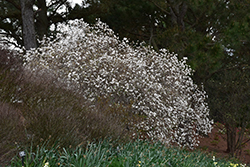 Mohawk Viburnum (Viburnum x burkwoodii 'Mohawk') at GardenWorks