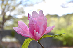 Daybreak Magnolia (Magnolia 'Daybreak') at GardenWorks