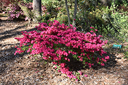 Girard's Fuchsia Evergreen Azalea (Rhododendron 'Girard's Fuchsia') at GardenWorks