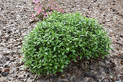 Fragrant Variegated Winter Daphne (Daphne odora 'Aureomarginata') at GardenWorks