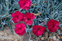 Frosty Fire Pinks (Dianthus 'Frosty Fire') at GardenWorks