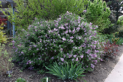 Bloomerang Lilac (Syringa 'Bloomerang') at GardenWorks