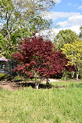 Nuresagi Japanese Maple (Acer palmatum 'Nuresagi') at GardenWorks