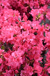 Girard's Variegated Gem Azalea (Rhododendron 'Girard's Variegated Gem') at GardenWorks