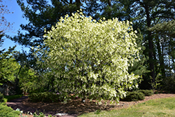 White Fringetree (Chionanthus virginicus) at GardenWorks