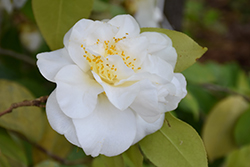 White Doves Camellia (Camellia sasanqua 'White Doves') at GardenWorks