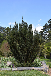 Upright Japanese Plum Yew (Cephalotaxus harringtonia 'Fastigiata') at GardenWorks