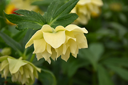Golden Lotus Hellebore (Helleborus 'Golden Lotus') at GardenWorks