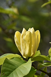 Yellow Bird Magnolia (Magnolia 'Yellow Bird') at GardenWorks