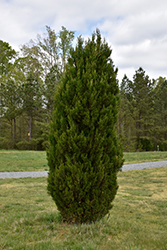 Spartan Juniper (Juniperus chinensis 'Spartan') at GardenWorks