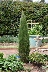 Blue Arrow Juniper (Juniperus scopulorum 'Blue Arrow') at GardenWorks