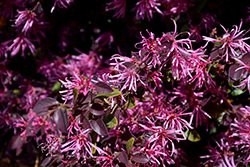 Razzleberri Fringeflower (Loropetalum chinense 'Razzleberri') at GardenWorks