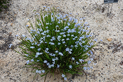 Narrowleaf Blue-Eyed Grass (Sisyrinchium angustifolium) at GardenWorks