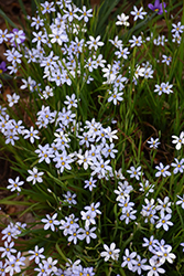 Narrowleaf Blue-Eyed Grass (Sisyrinchium angustifolium) at GardenWorks