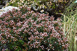 Pink Lady Indian Hawthorn (Rhaphiolepis indica 'Pink Lady') at GardenWorks