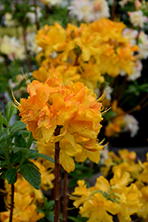 Klondyke Azalea (Rhododendron 'Klondyke') at GardenWorks