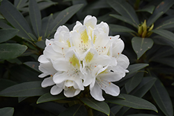 Chionoides Rhododendron (Rhododendron catawbiense 'Chionoides') at GardenWorks