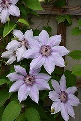 Nelly Moser Clematis (Clematis 'Nelly Moser') at GardenWorks