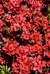 Stewartstonian Azalea (Rhododendron 'Stewartstonian') at GardenWorks