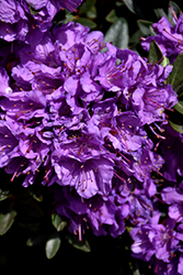 Purple Gem Rhododendron (Rhododendron 'Purple Gem') at GardenWorks