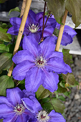 Vancouver Danielle Clematis (Clematis 'Vancouver Danielle') at GardenWorks