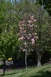 Daybreak Magnolia (Magnolia 'Daybreak') at GardenWorks