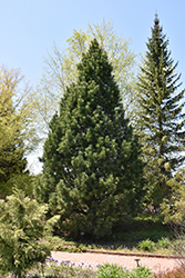 Swiss Stone Pine (Pinus cembra) at GardenWorks