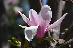 Alexandrina Saucer Magnolia (Magnolia x soulangeana 'Alexandrina') at GardenWorks