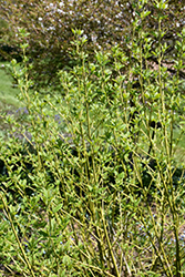 Budd's Yellow  Dogwood (Cornus alba 'Budd's Yellow') at GardenWorks
