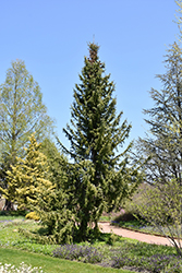 Serbian Spruce (Picea omorika) at GardenWorks