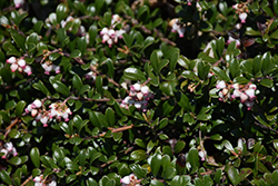 Bearberry (Arctostaphylos uva-ursi) at GardenWorks