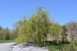 Scarlet Curls Willow (Salix 'Scarlet Curls') at GardenWorks