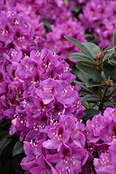 Anah Kruschke Rhododendron (Rhododendron 'Anah Kruschke') at GardenWorks