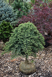 Dwarf Japanese Garden Juniper (tree form) (Juniperus procumbens 'Nana (tree form)') at GardenWorks