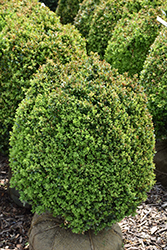 Dwarf English Boxwood (Buxus sempervirens 'Suffruticosa') at GardenWorks