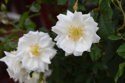 Flower Carpet White Rose (Rosa 'Flower Carpet White') at GardenWorks